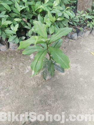 ইনসুলিন প্ল্যান্ট